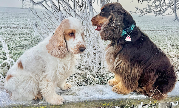 Maite und Duke - English Cocker Spaniel