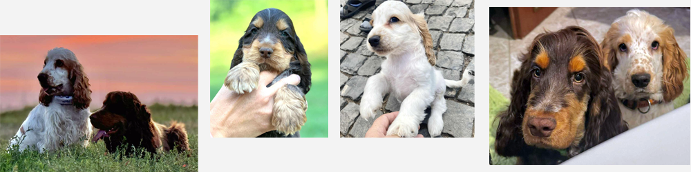 English Cocker Spaniel | Duke Ellington & Maite vom Nikolausberg