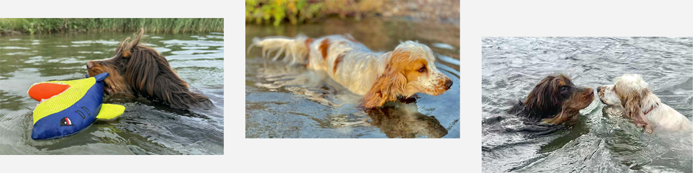 English Cocker Spaniel im Wasser