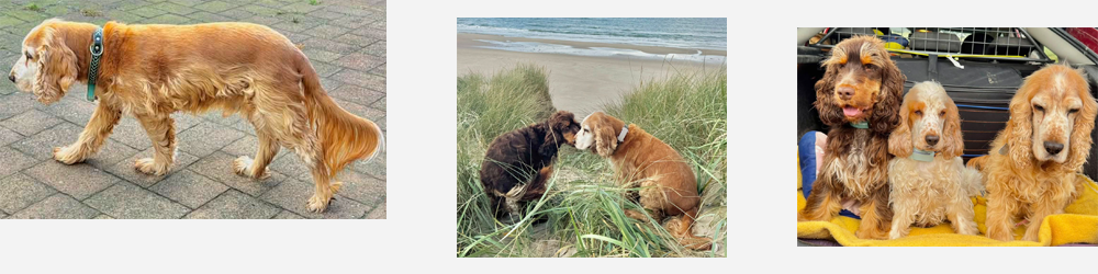 Spike, Maite vom Nikolausberg, Duke Ellington | English Cocker Spaniel