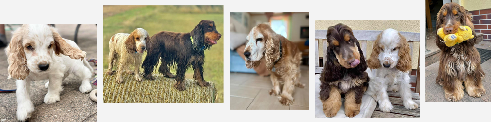 Maite vom Nikolausberg, Spike, Duke Ellington | English Cocker Spaniel vom Erfurter Kakteenhof