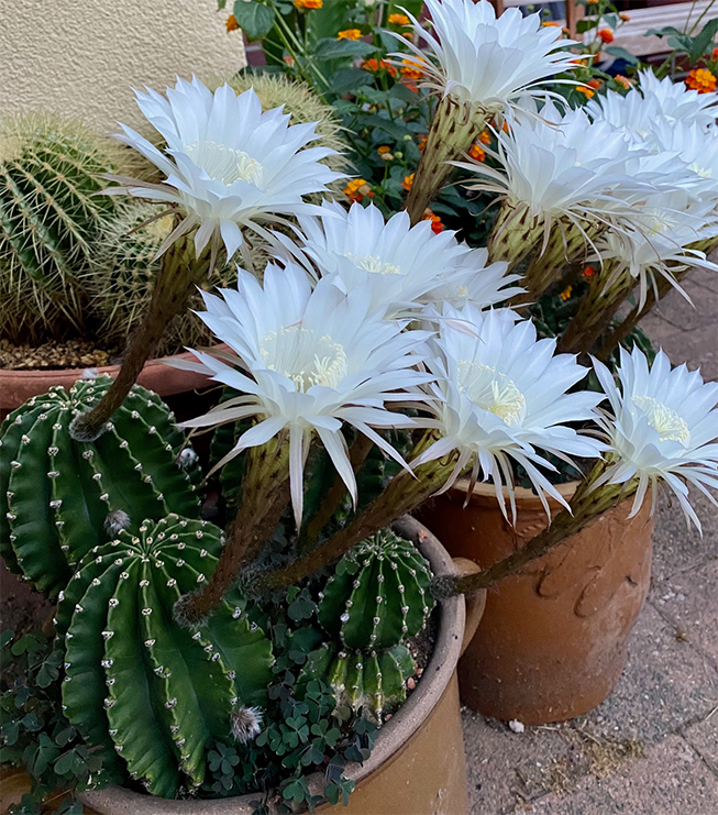 Blühende Kakteen im Hof