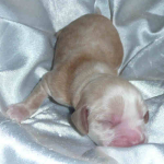 Spike 2 Tage alt | English Cocker Spaniel vom Erfurter Kakteenhof