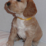 Spike als Welpe 5½ Wochen alt | English Cocker Spaniel vom Erfurter Kakteenhof