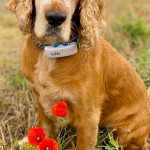 Spike 2025 | Cocker Spaniel vom Erfurter Kakteenhof