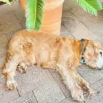 Spike 2025 | Cocker Spaniel vom Erfurter Kakteenhof