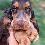 Duke Ellington als Welpe 2023 | English Cocker Spaniel