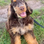 Duke Ellington als Welpe 2023 | English Cocker Spaniel