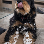 Forever Rizi Bizi Stella zurück vom Schneespaß