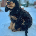 Forever Rizi Bizi Stella genießt es im Schnee