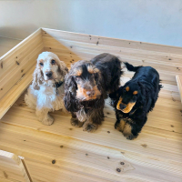 Wurfkiste im Rohbau begutachtet durch Maite, Duke, Stella